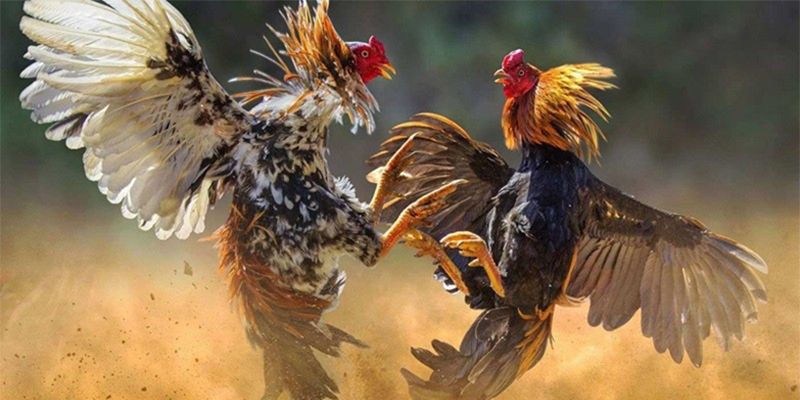 Các hình thức đá gà đang có tại 13WIN